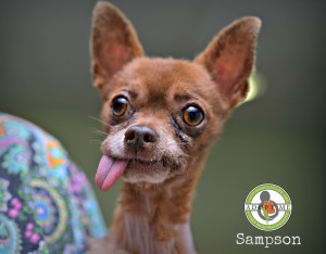 Lastchanceatlife Sampson Chihuahua DSC 5484
