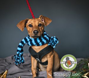 Pm Web Lcal Holiday Scrappy Doo Adopt Me