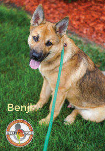 Benji German Shepherd Mix puppy