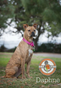 Daphne pit bull boxer mix dog 3 years old