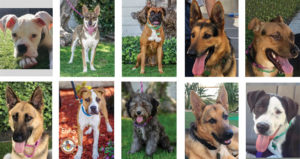 Last Chance at Life Dog Rescue