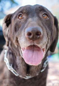 chocolate Labrador Retriever dog for adoption