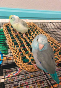 Pair of Pacific Parrotlets for adoption - male and female