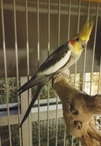 Male Cockatiel Bird available for adoption
