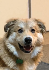 Aussie Golden Retriever mix dog for adoption
