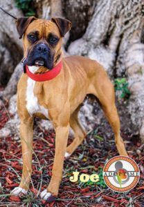 Joe Boxer dog available for adoption