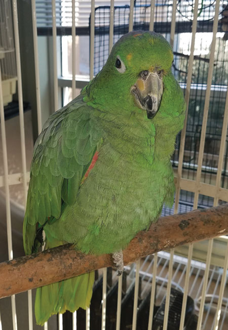 George - Mealy Amazon Parrot - Last Chance at Life