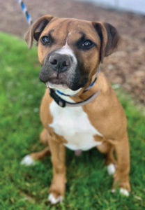 Boxer mix puppy available for adoption