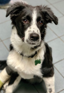 Border Collie dog available for adoption