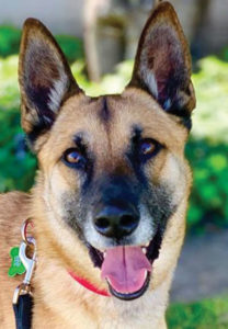 german shepherd dog for adoption