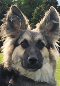 German Shepherd Aussie mix dog for adoption