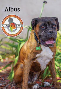 Boxer dog available for adoption