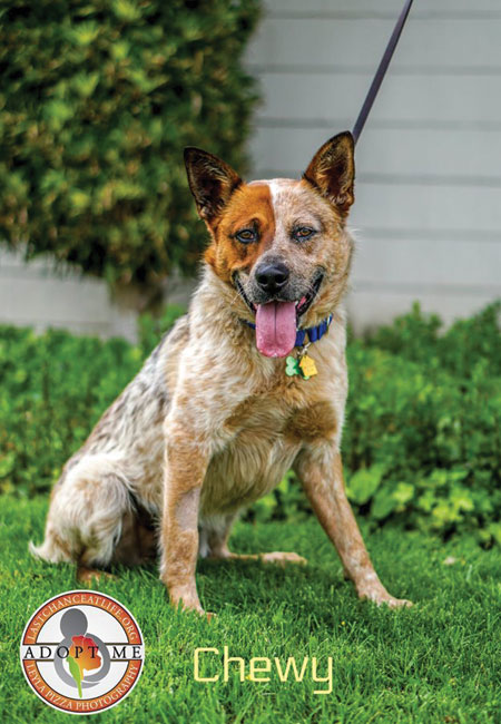 australian cattle dog wags its tail