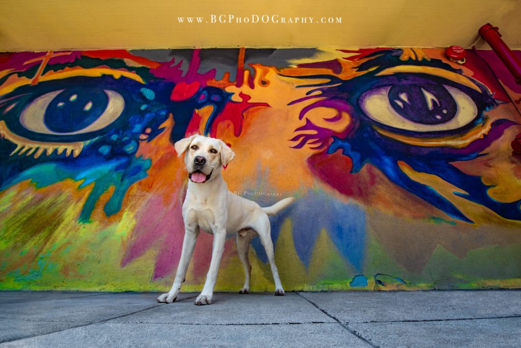 Dog posing in front of a colorful mural