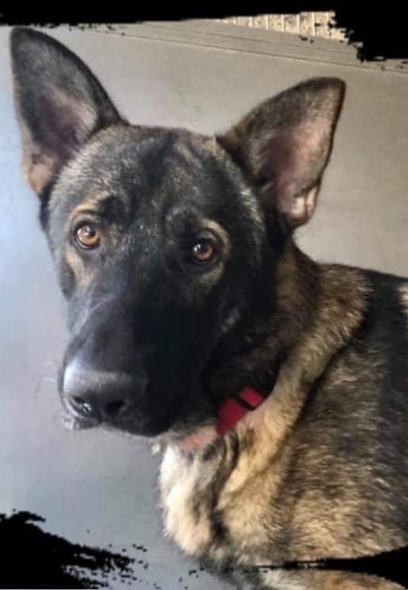 Jacob German Shepherd mix