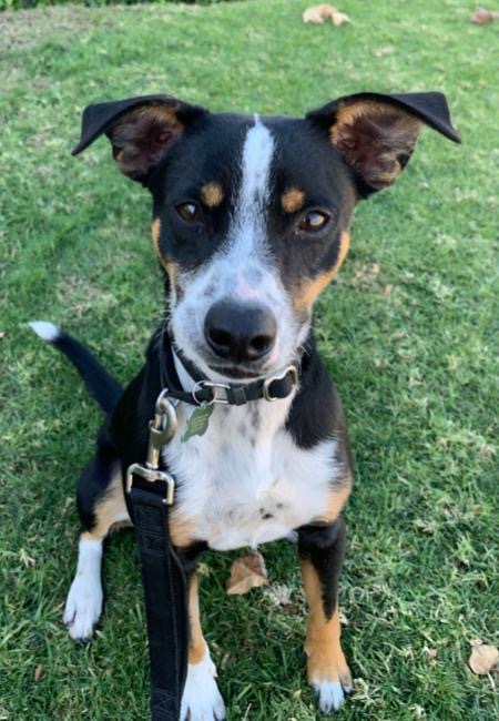 Border Collie Whippet Mix