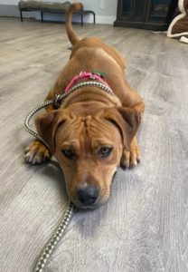 Blossom - Rhodesian Ridgeback/Pit Bull Mix - Last Chance at Life