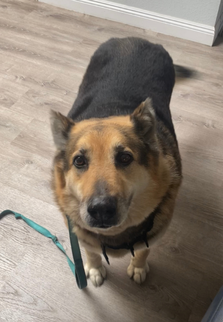 Deeker German Shepherd