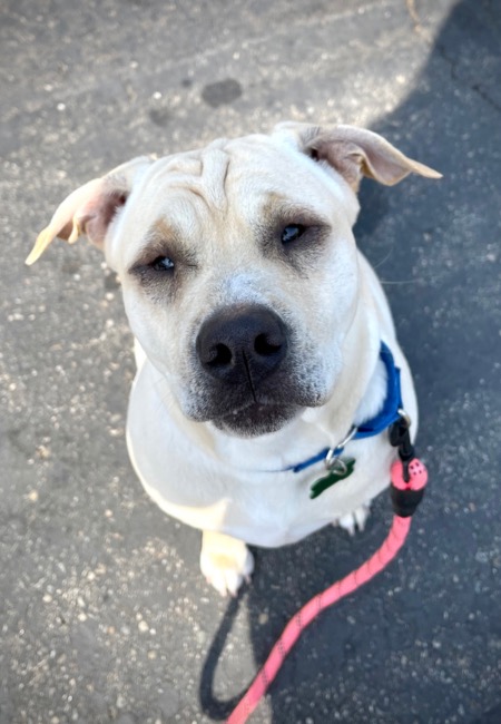 Harley-Sharpei Mix