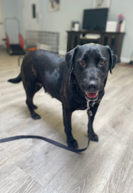 Penny_Lab Mix