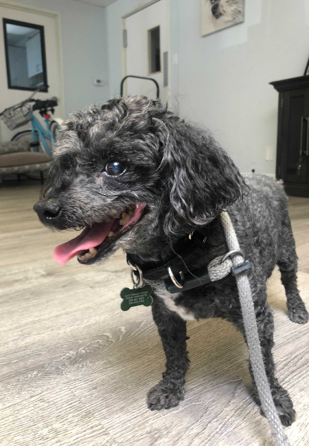 Angel-Mini poodle