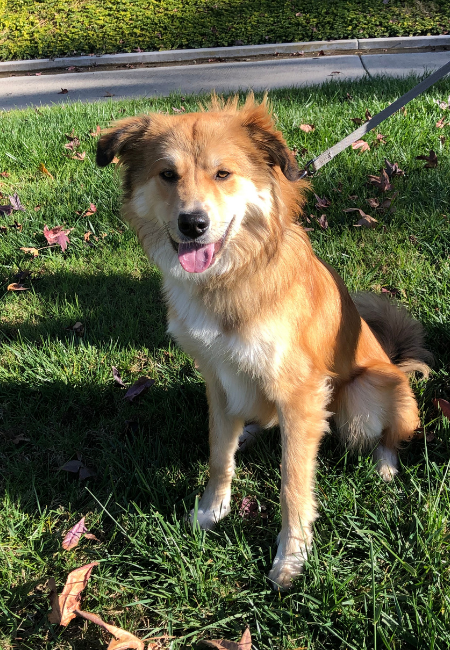 Australian shepherd and store golden retriever mix