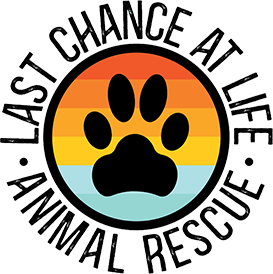 Last Chance at Life - Animal Rescue